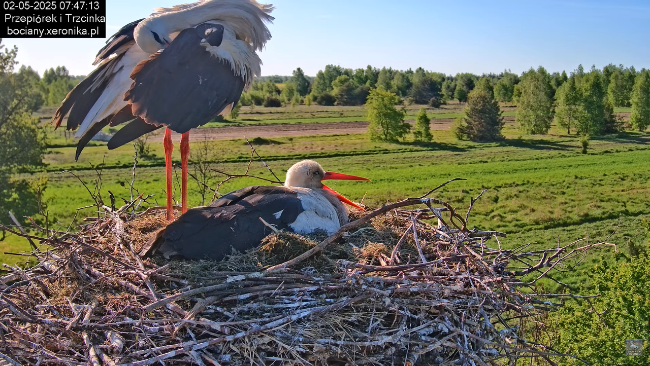02052025bociany9