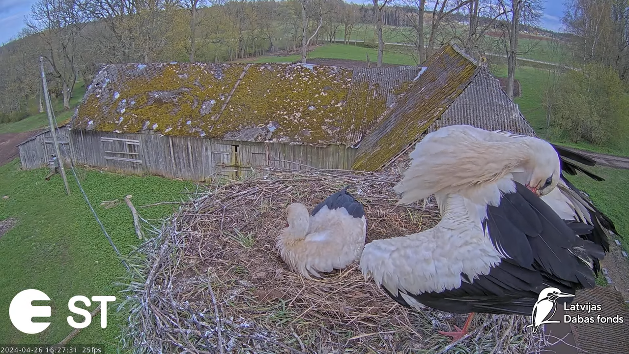 Baltie stārķi (Ciconia ciconia) Tukuma novadā - LDF tiešraide __ White storks in Tukums, Latvia 9-58