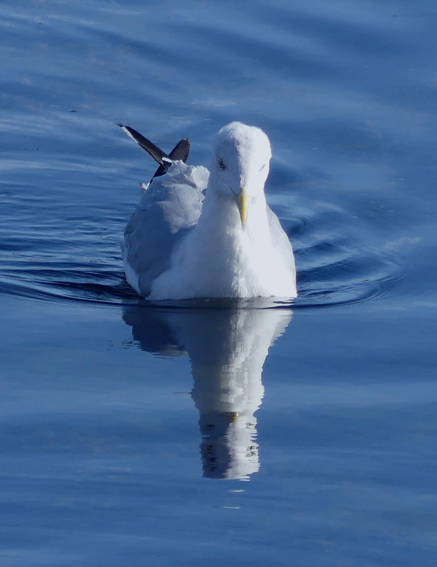 HERRING GULL 3 160924
