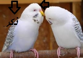 صورة