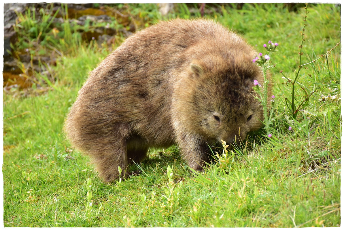 Australia (II): Recorriendo Tasmania - Blogs de Australia - Maria Island National Park (15)