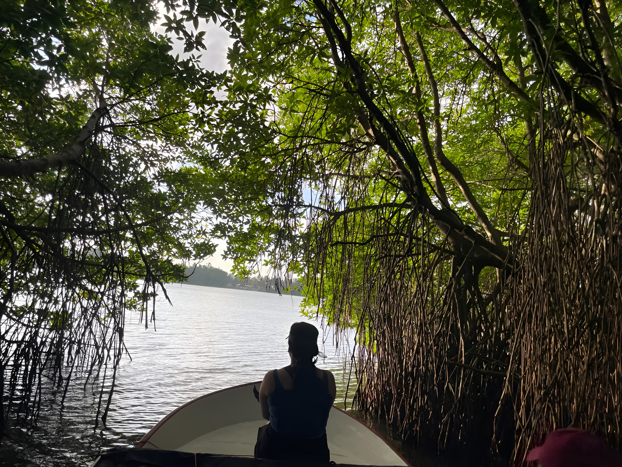 Mangrove Tree 7