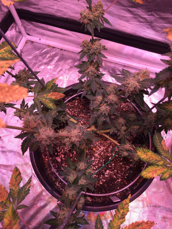 4C8AF7D4-C5C5-46A7-B0F6-F0DB61A99A3D