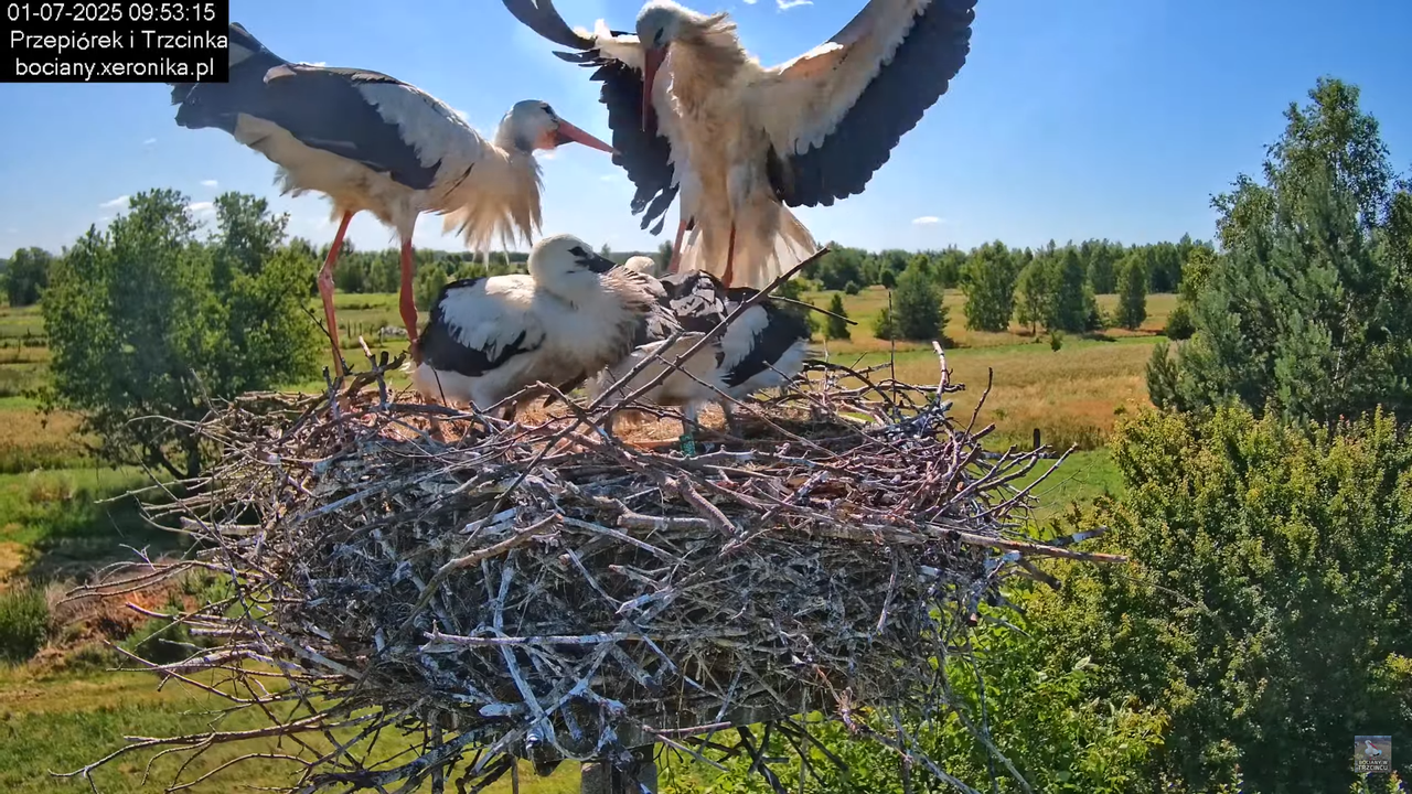 01072025bociany23