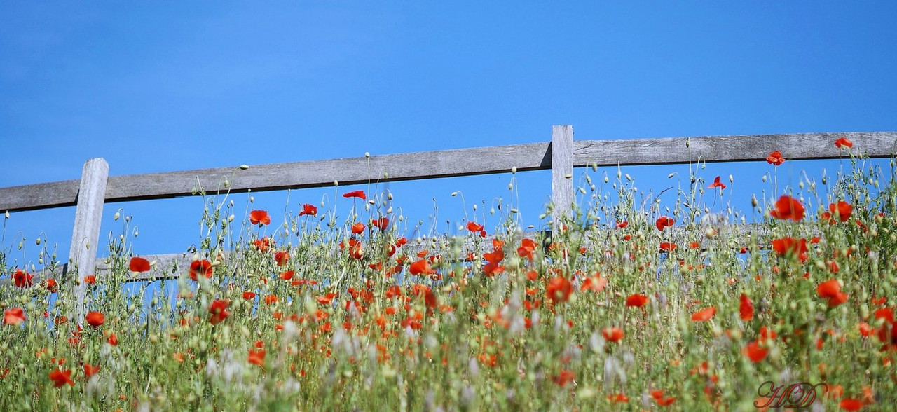 red-poppy-field-thieves-HD.jpg