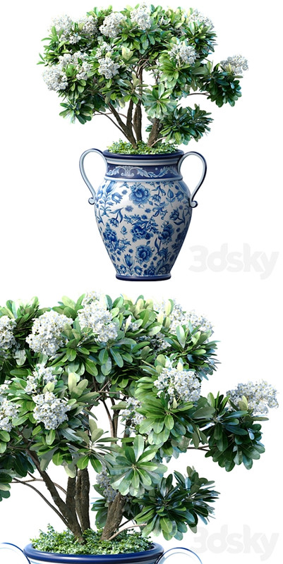 Decorative blooming garden tree with white Plumeria flowers in a vase