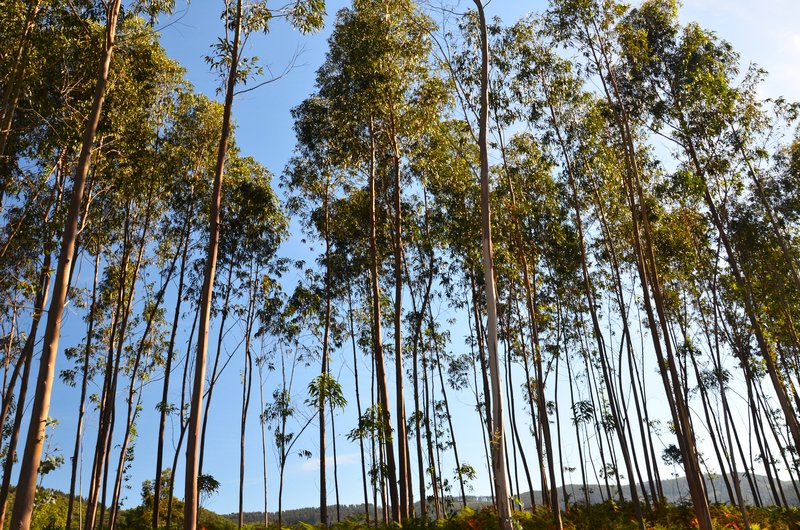 Vizcaya y sus pueblos-2011/2020 - Blogs de España - EL BOSQUE DE OMA-3-9-2020 (5)