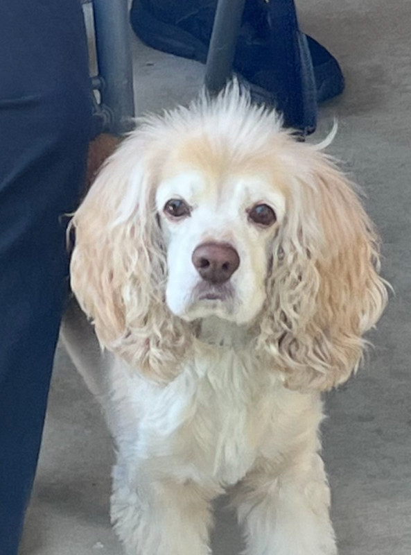 Buddy, the company mascot