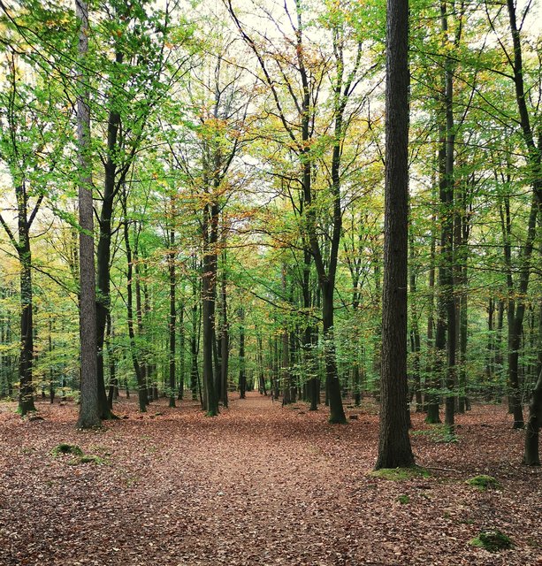 Afbeelding
