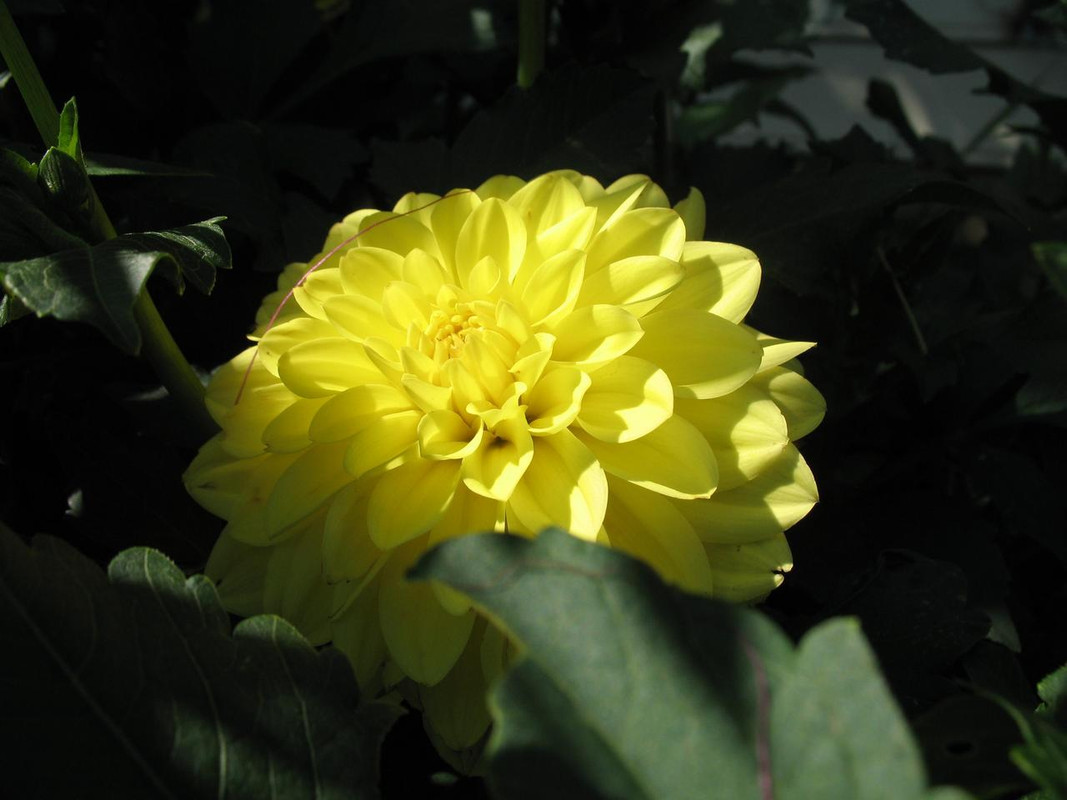 Lawn and Gardens 08.20.2017  (1)