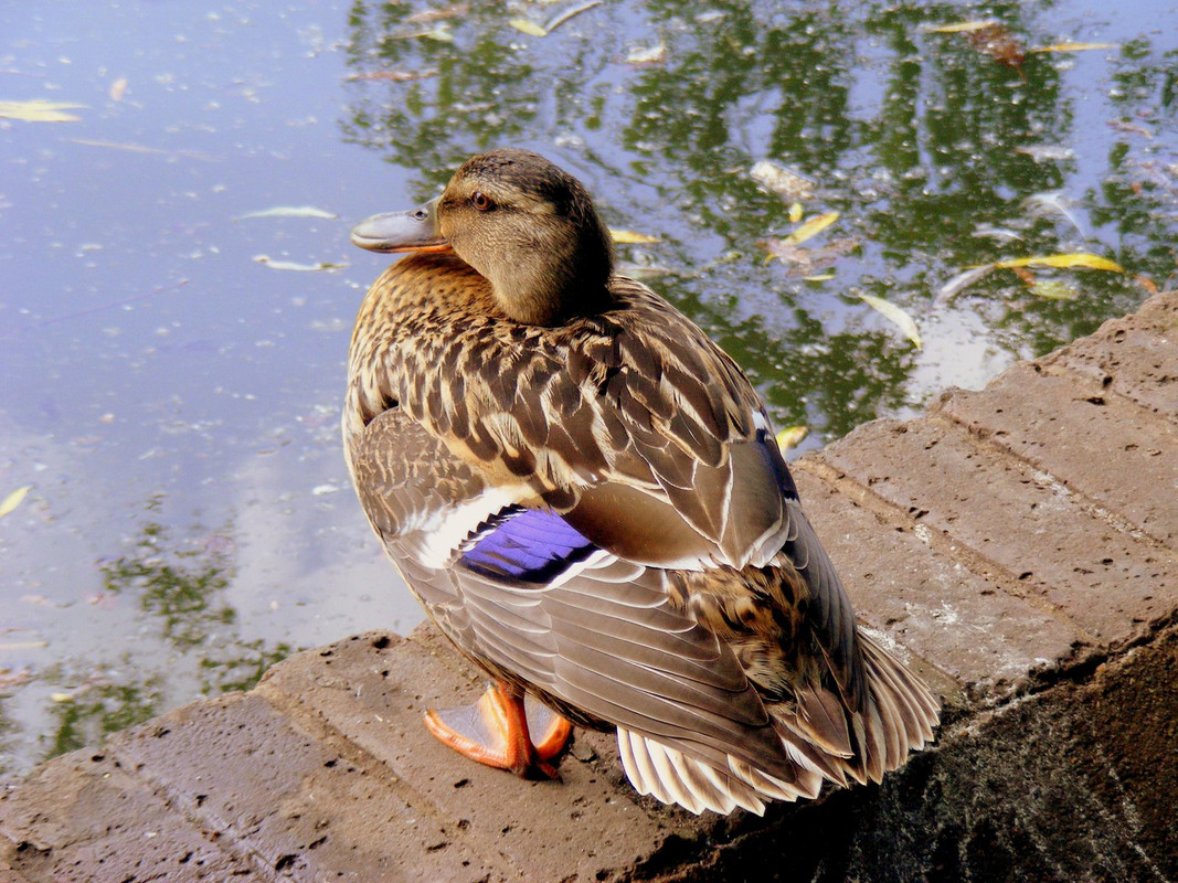DSCF2904.jpg