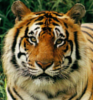 IOT-tigeravvie.png