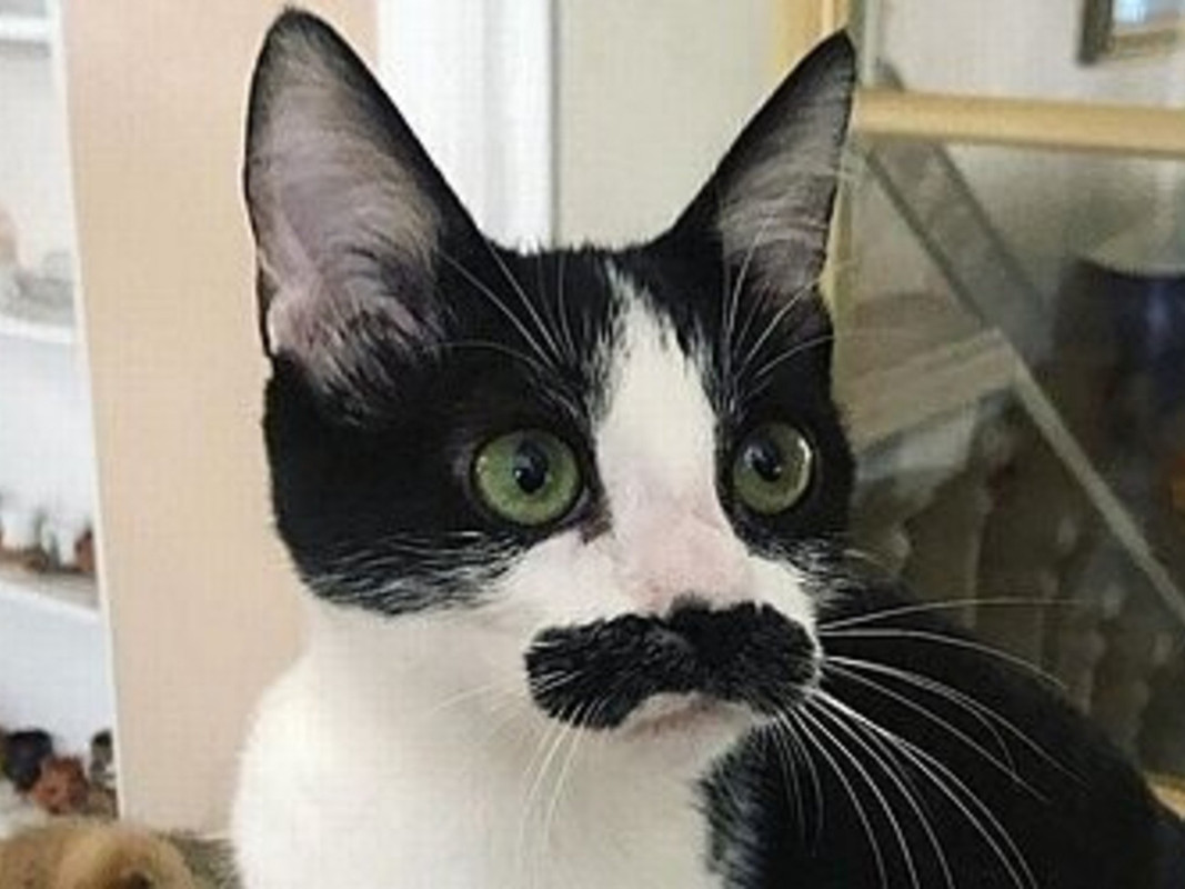 Video: Mostaccioli, la gata que se parece a Freddie Mercury