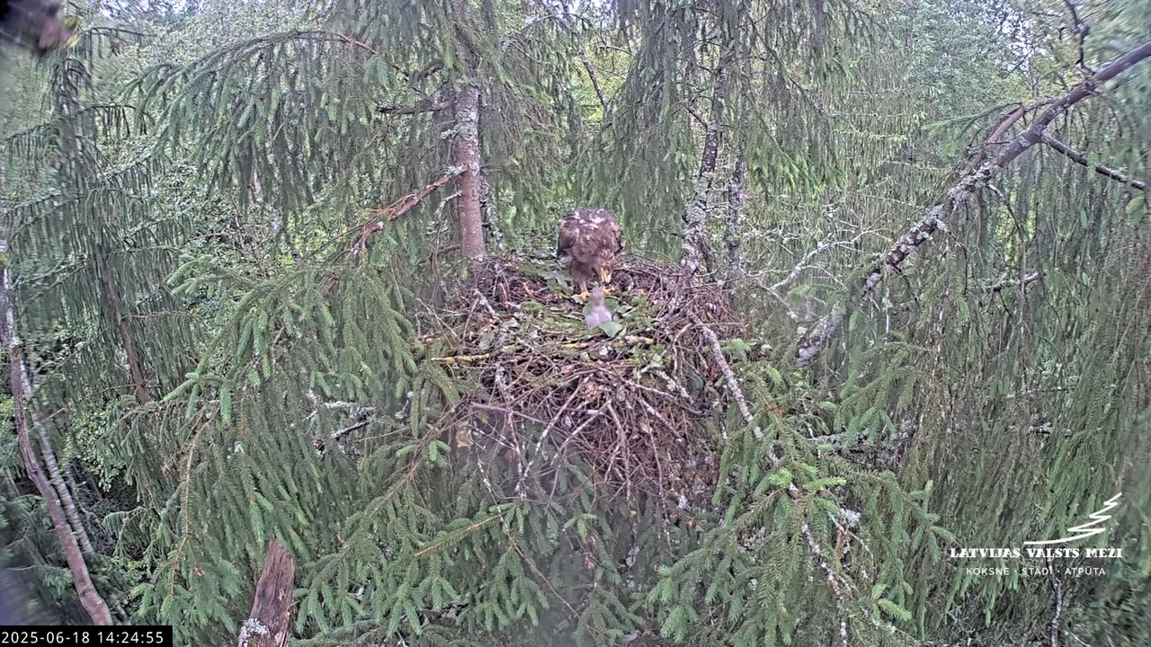 LVM mazais ērglis Lisiņa, egle2 – Lesser Spotted Eagle 13-17-45 screenshot