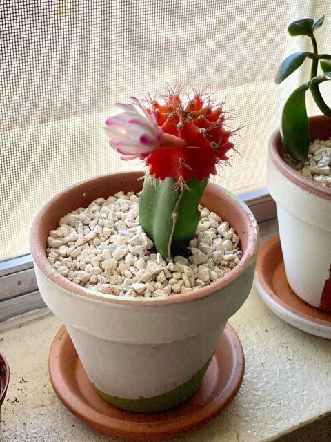 [Image: A79-C7-E00-9975-45-D2-A474-E7-B9-E4339-FE8.jpg]