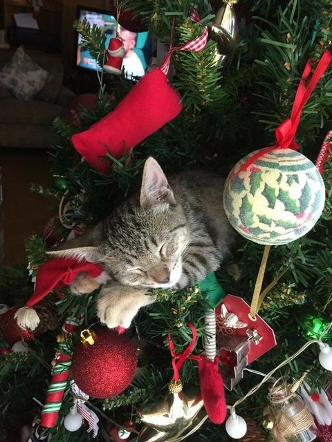 Kitty-Christmas701f4f06c227e6be6a.jpg