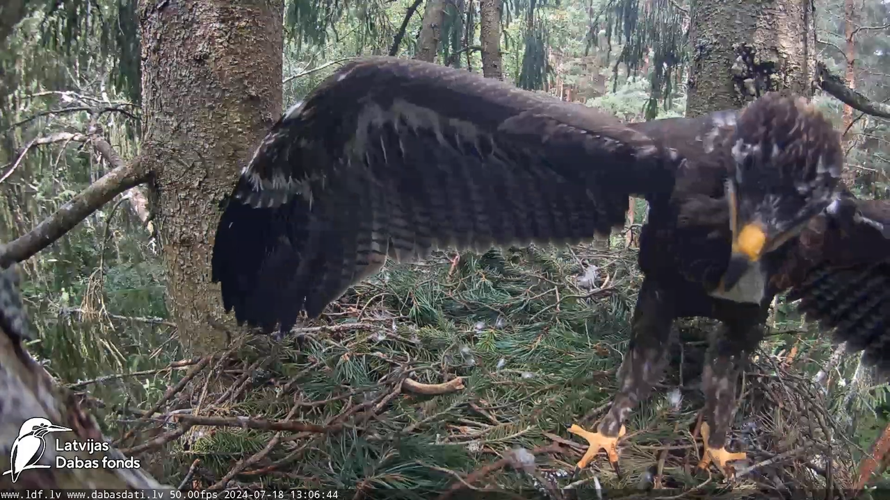 Mazais ērglis (Clanga pomarina), ligzda eglē __ Lesser spotted eagle in spruce, Zemgale, Latvia 13-4