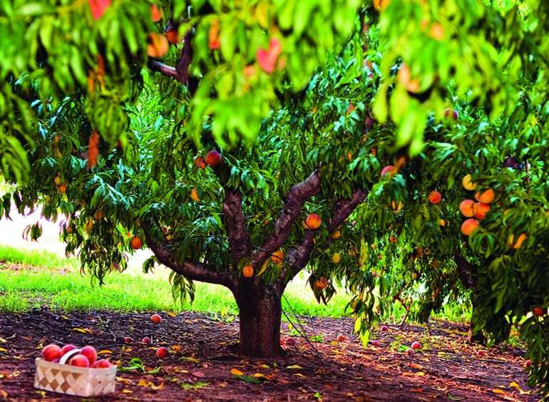 Подрезка персикового дерева секреты успешного урожая