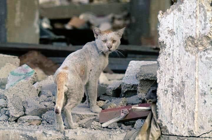 Tag genocidio en REDPRES.COM Gaza-gato