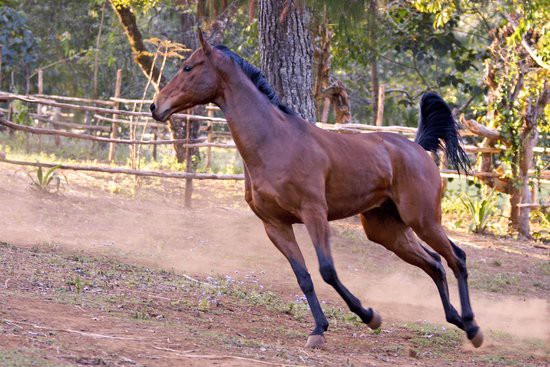 Plateau stables - Zomba Plateau