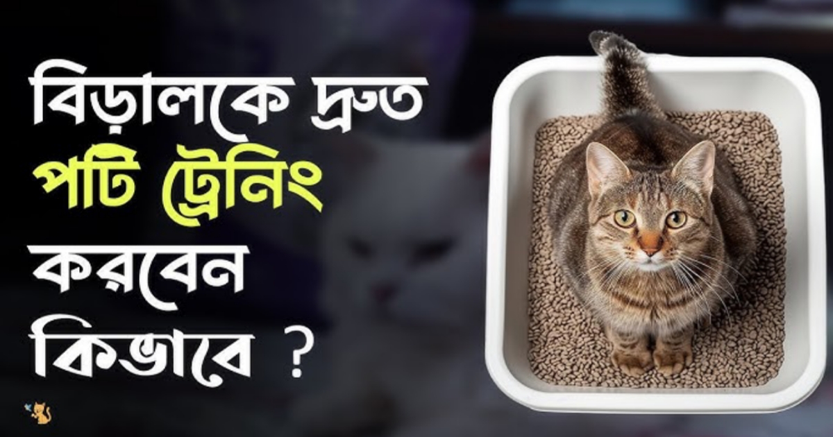 Cute cat with litter box