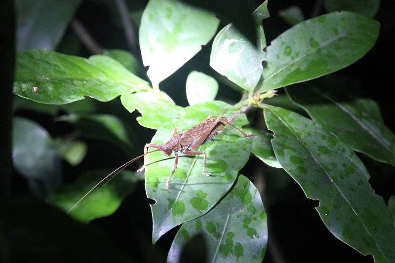 DE TORTUGAS Y PEREZOSOS. COSTA RICA 2019 - Blogs de Costa Rica - DIA 11: TIROLINAS EN MONTEVERDE Y TOUR NOCTURNO POR LA SELVA (58)