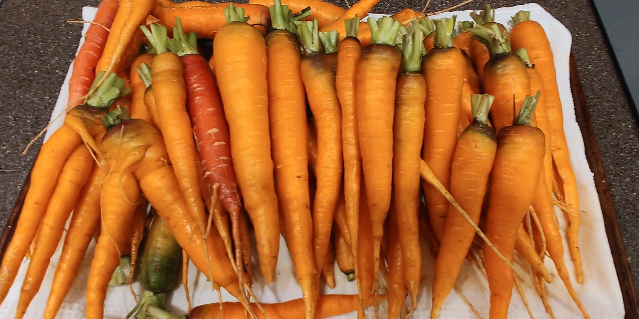 [Image: Carrots-7-4-2022.jpg]