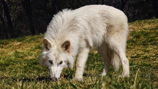 What Was the Dire Wolf