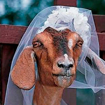 10-shocking-cases-of-people-marrying-animals-5-1683463399923.png