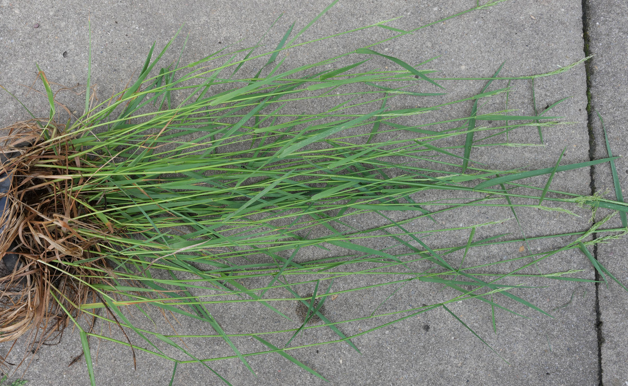 Common Bentgrass 2021-06-09b