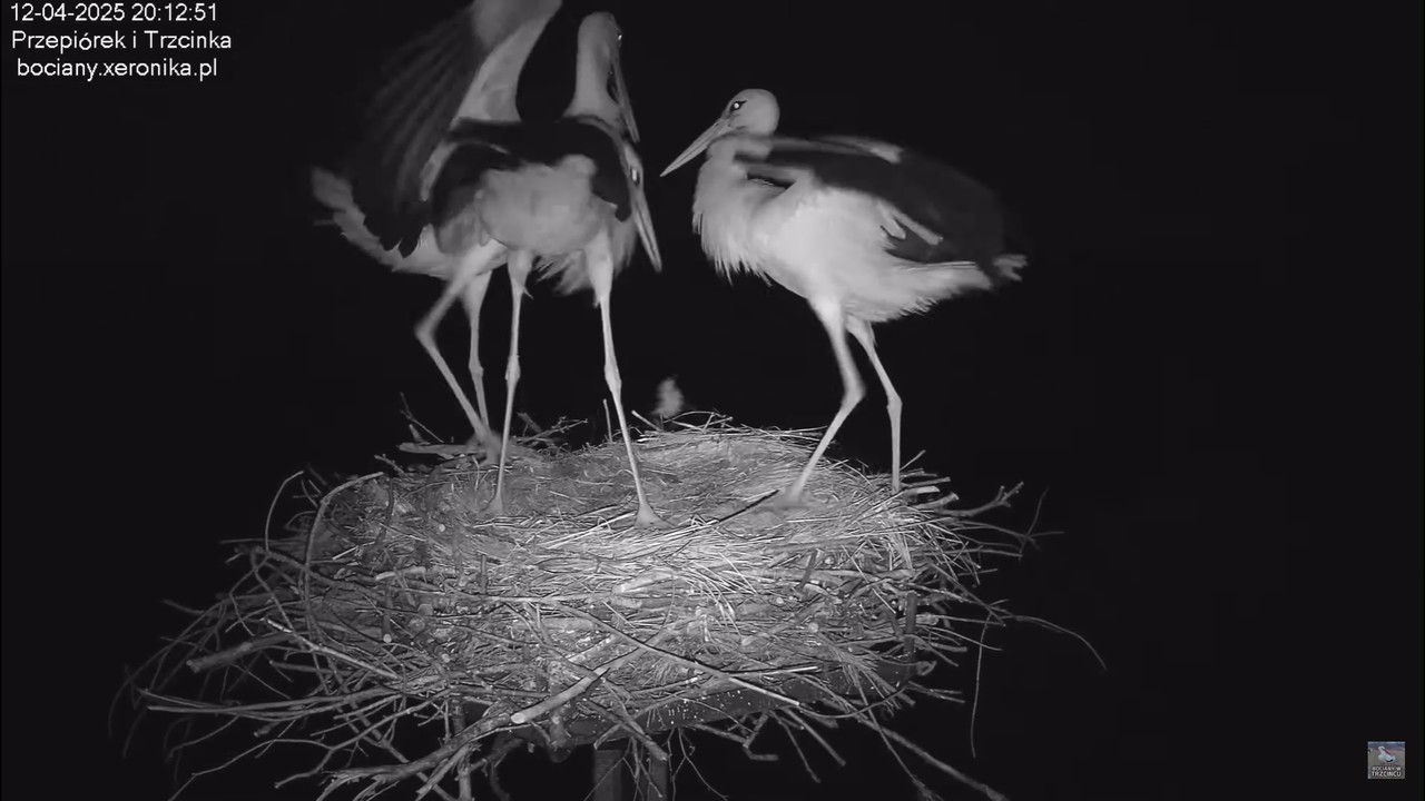 12042025intruzwgniezdzie_2