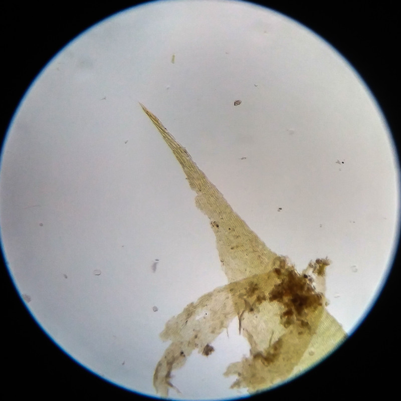 IMG 20250617 105111 HDR