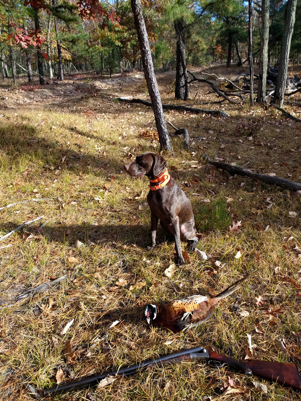 IMG_20171111_141328426