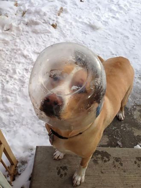 «Я проснулся и увидел это» — люди делятся смешными и милыми фотографиями своих домашних животных