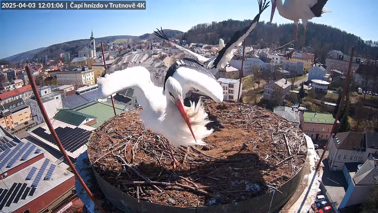Tiešraidē no stārķa ligzdas uz alus darītavas skursteņa Trutnovā 14-5-52 screenshot (3)