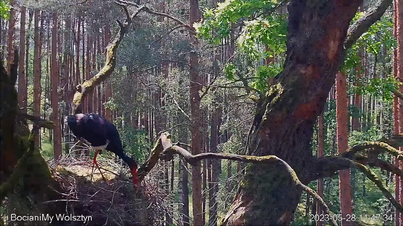 Zrzut ekranu (15160)