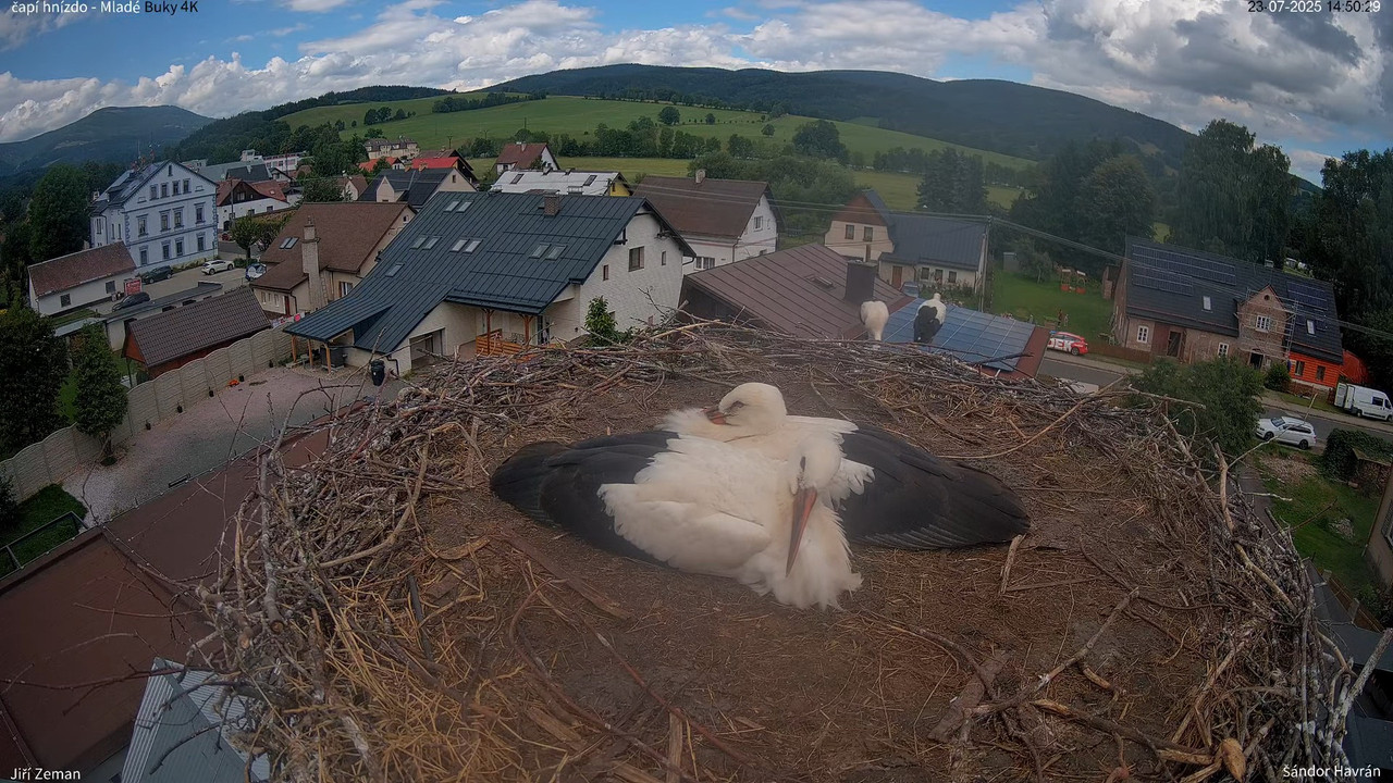Tiešraides kamera — Mladé Buky — stārķa ligzda 4K 12-53-10 screenshot