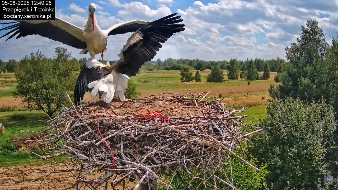 05082025bociany12