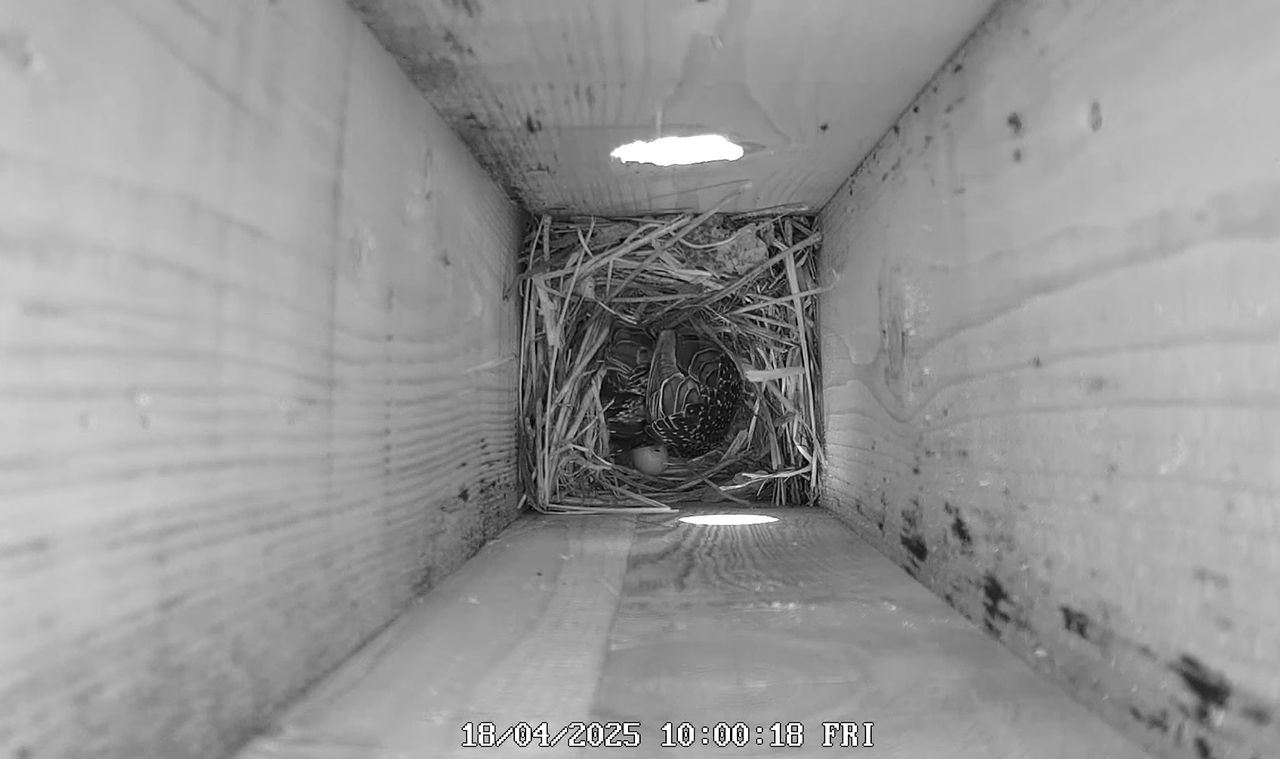 (22) Mājas strazds 2025 Tiešraide - YouTube - 669_40