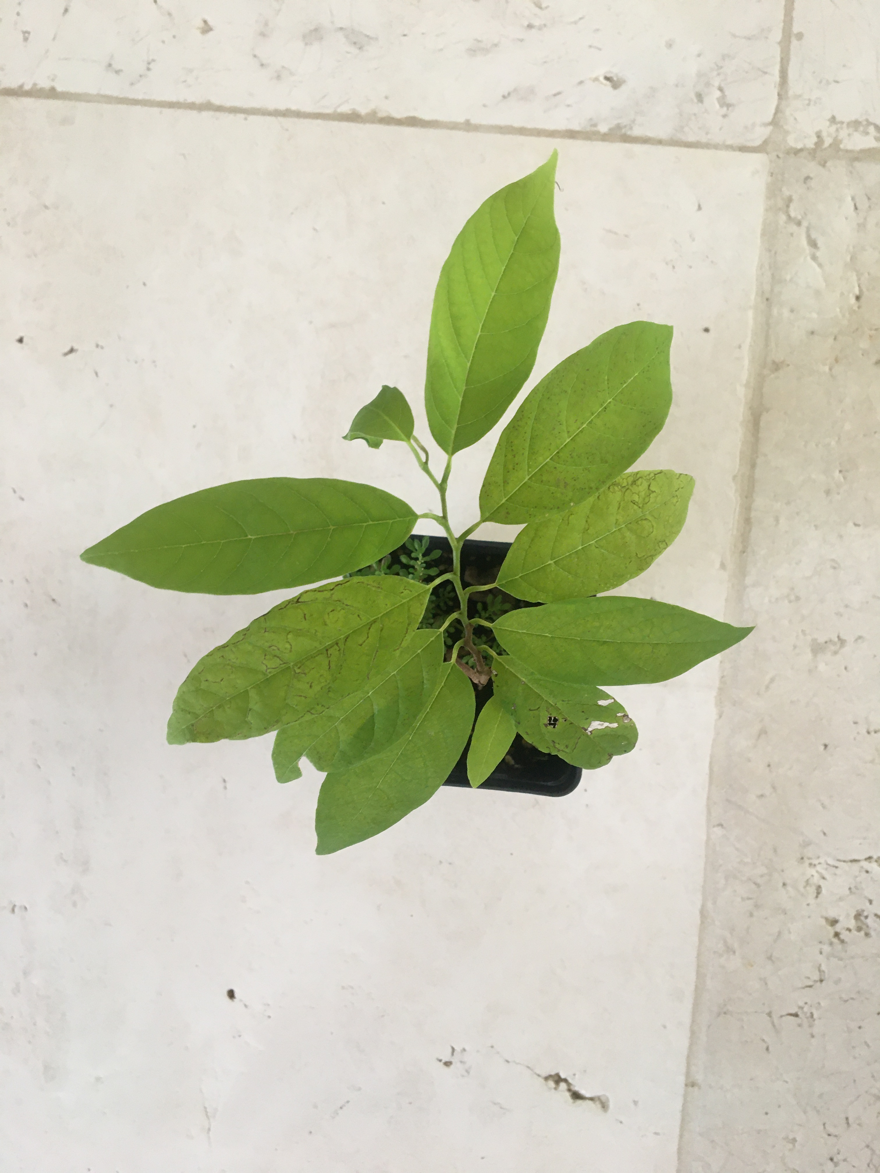 na dai sugar apple — Postimages