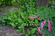 DSC00431
