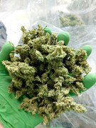 cannabis plants
