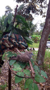 Terong-Perak-270313-(8)