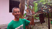 Terong-Perak-270313-(9)