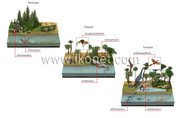 https://i.postimg.cc/HrWnyRBy/origin-and-evolution-of-species-285252.jpg