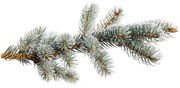 BC-ATaste-Of-Winter-El-98