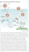 Life cycle of SARS-Cov in host cells