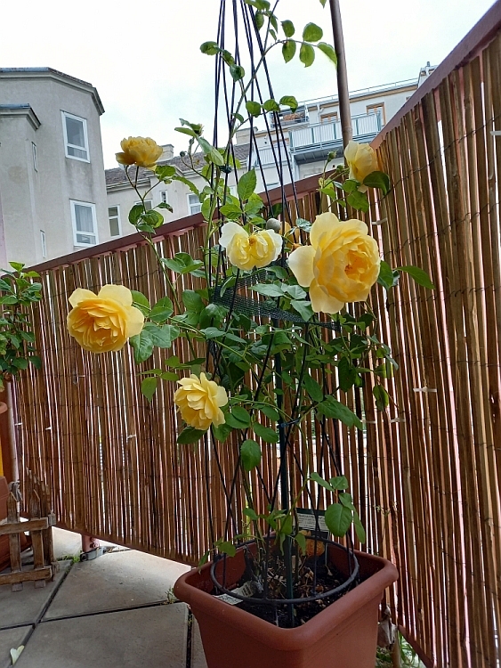 [Bild: rosensaison2021-07.jpg]