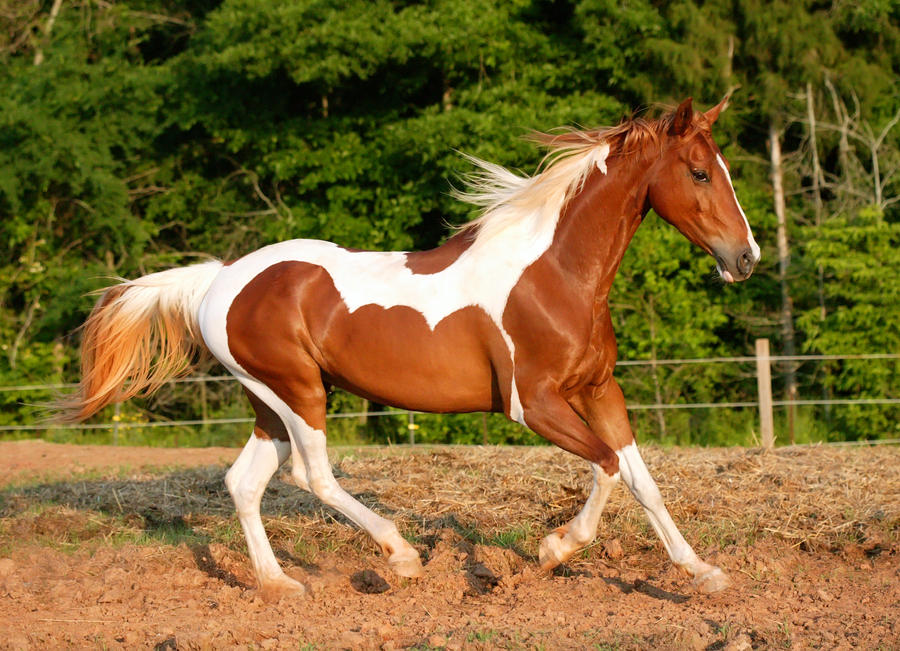 chestnut-saddlebred-7-by-venomxbaby-d2pdjll-fullview.jpg