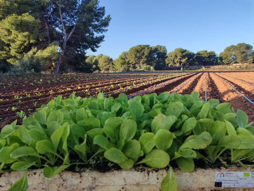 Campo ecológico